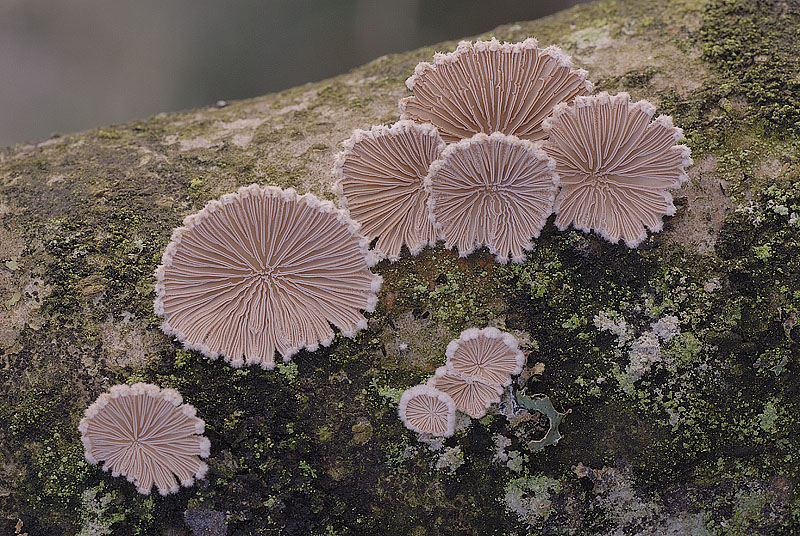 Schizophyllum commune